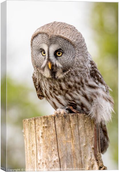 The Great Grey Owl - Strix nebulosa Canvas Print by Darren Wilkes