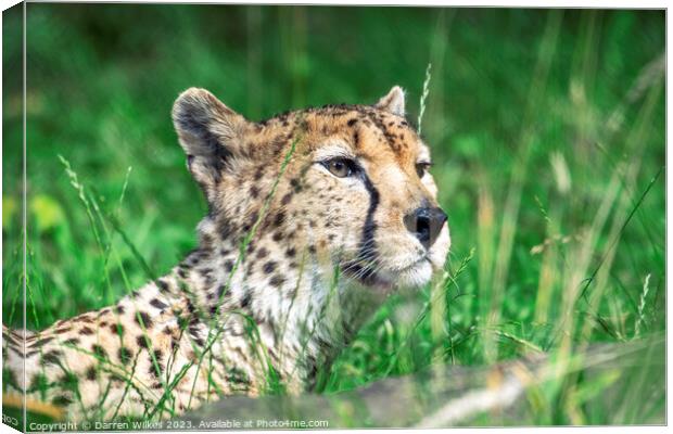 Whispers of the Huntress: A Cheetah in the Long Gr Canvas Print by Darren Wilkes