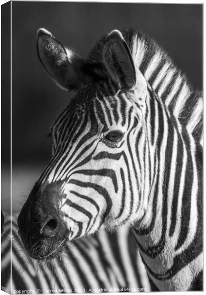 Young zebra Foal Canvas Print by Darren Wilkes