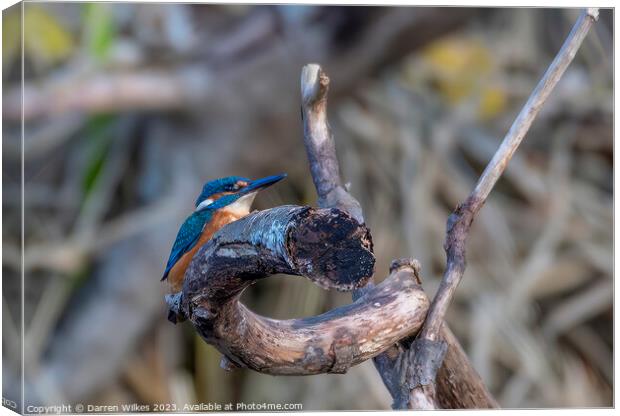 Young Male Kingfisher Canvas Print by Darren Wilkes
