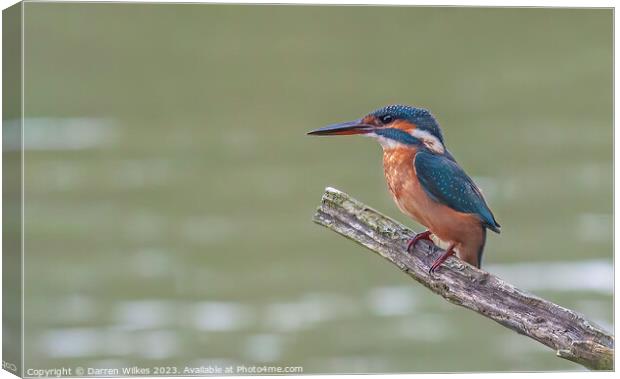 A Beautiful Female Kingfisher Canvas Print by Darren Wilkes
