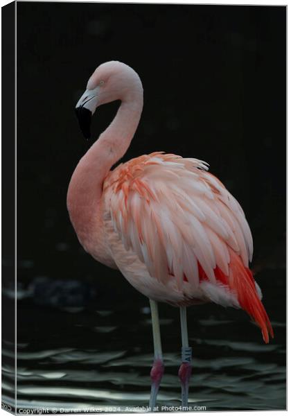 Chilean Flamingo - Beautiful Eyes  Canvas Print by Darren Wilkes