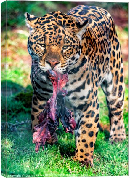 South American Jaguar - After The Hunt Canvas Print by Darren Wilkes