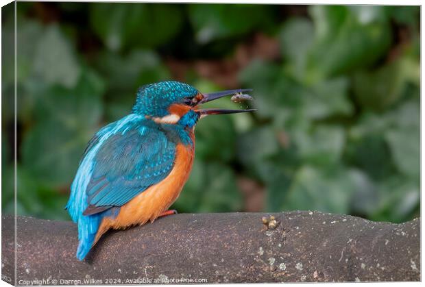 Fish For Dinner - Kingfisher with Fish Canvas Print by Darren Wilkes