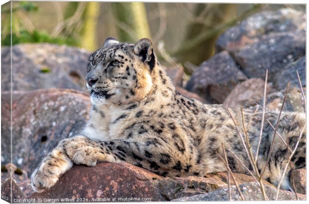 The |Amazing Snow Leopard  Canvas Print by Darren Wilkes
