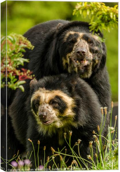 Spectacle Bears Male and Female Canvas Print by Darren Wilkes