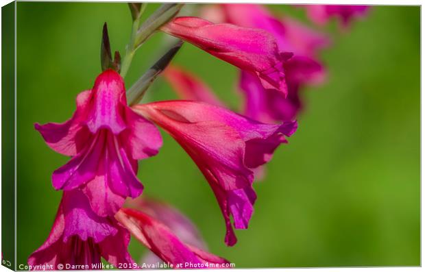 The Majestic Beauty of Wild Pink Gladioli Canvas Print by Darren Wilkes
