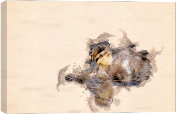 Quack Quack  Canvas Print by Darren Wilkes