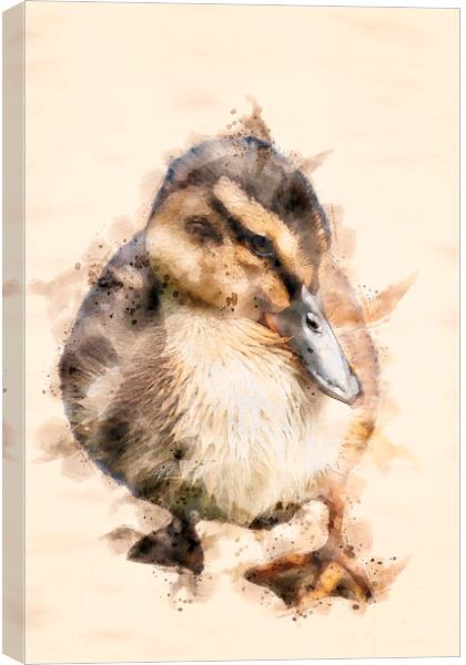 Duckling  Canvas Print by Darren Wilkes