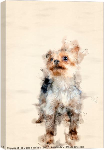 Yorkshire Terrier Canvas Print by Darren Wilkes