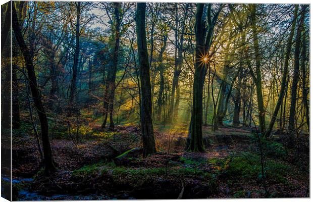 Autumn woodland sunrise Canvas Print by tim jones