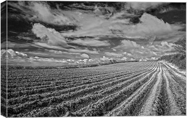 Ploughing done Canvas Print by tim jones
