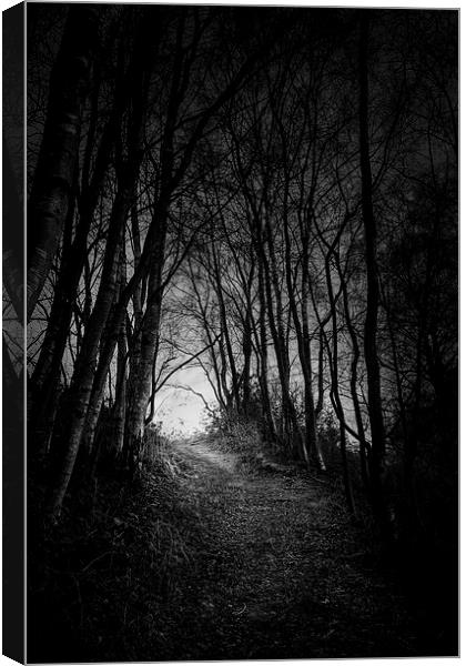 Tunnel in the Woods Canvas Print by Matthew Dartford