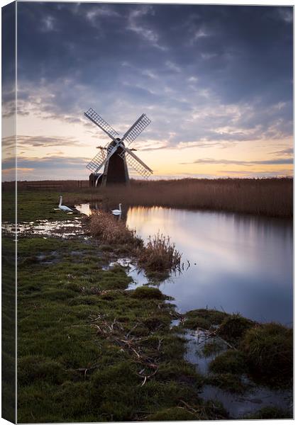 Swans at Herringfleet Windpump Canvas Print by Matthew Dartford