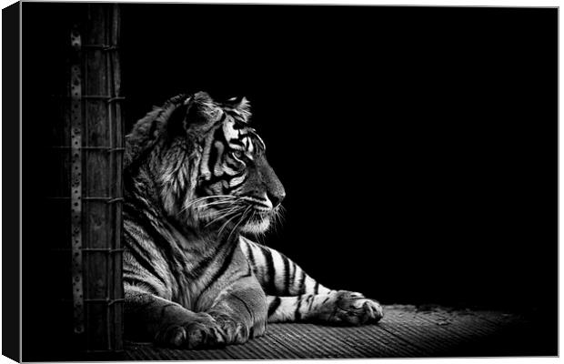 Majestic Tiger Canvas Print by Matthew Dartford