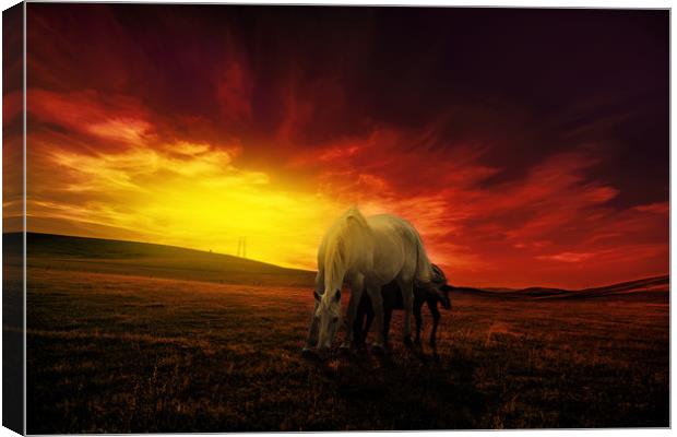 young couple of horses grazing in the hills at dus Canvas Print by Guido Parmiggiani