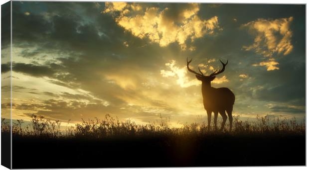 deer at sunset Canvas Print by Guido Parmiggiani