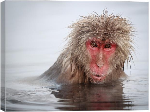 Curley (Japanese Macaque) Canvas Print by Keith Naylor