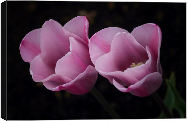 Pink Tulips Canvas Print by Ceri Jones