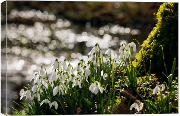 Snowdrops Canvas Print by Ceri Jones