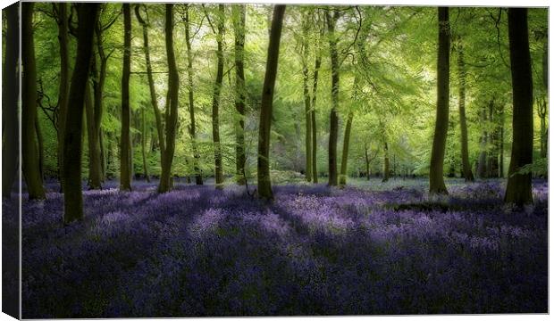 Spring Bluebell Woods Canvas Print by Ceri Jones
