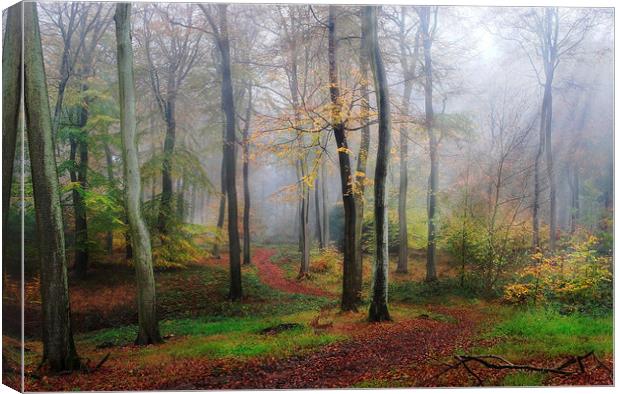 Autumn Morning Woods Canvas Print by Ceri Jones