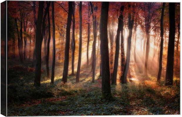 Autumn Morning Woodland Light Canvas Print by Ceri Jones