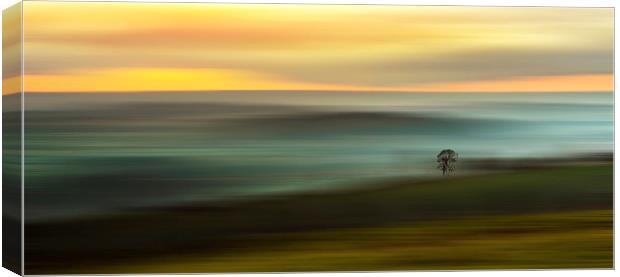 The Lonesome Tree Canvas Print by Ceri Jones