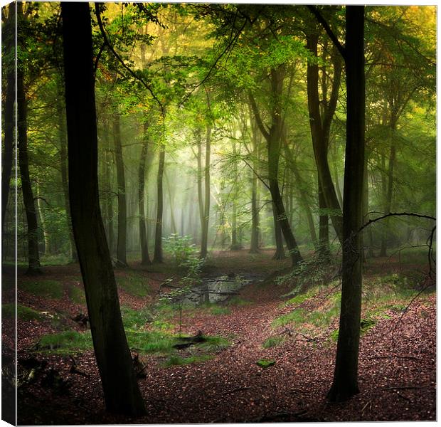 Magical Woods Canvas Print by Ceri Jones