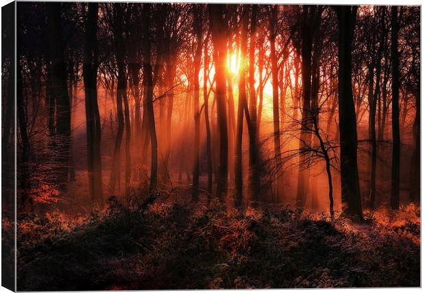 Woodland Sunrise Canvas Print by Ceri Jones