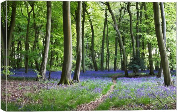 Bluebell Path Canvas Print by Ceri Jones