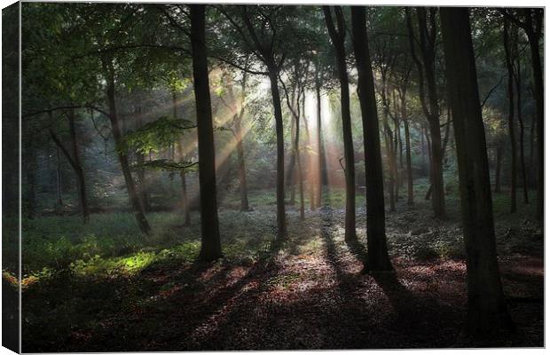 Woodland Sun Burst Canvas Print by Ceri Jones