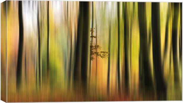Colour of the Autumn Woods Canvas Print by Ceri Jones