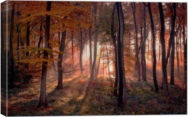 Golden Autumn Light Canvas Print by Ceri Jones