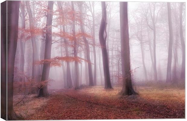 Foggy Woods Canvas Print by Ceri Jones