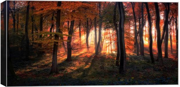 Autumn Woodland Sunrise Canvas Print by Ceri Jones