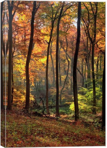 Blazing Autumn Woods Canvas Print by Ceri Jones