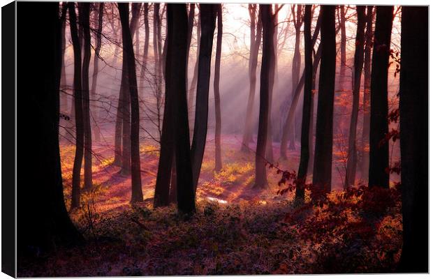 Woodland Light Canvas Print by Ceri Jones