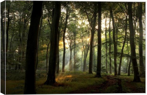 Summer Light in Beech Woodlands Canvas Print by Ceri Jones