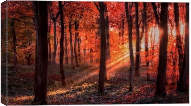 Autumn Woodland Sunlight Canvas Print by Ceri Jones