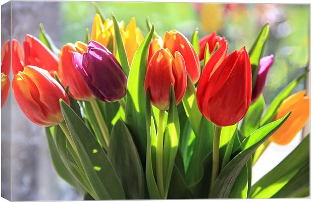 Bunch of Tulips Canvas Print by Ceri Jones