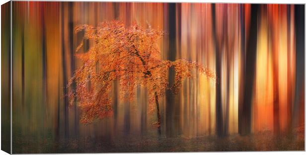 Autumn Woodland Abstract Canvas Print by Ceri Jones