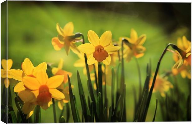 Spring daffodils Canvas Print by Ceri Jones