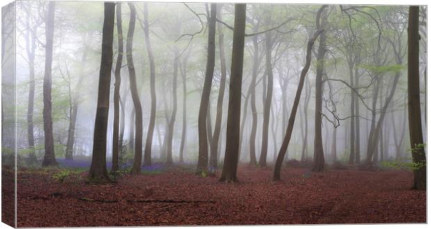 Spring Misty Woods Canvas Print by Ceri Jones