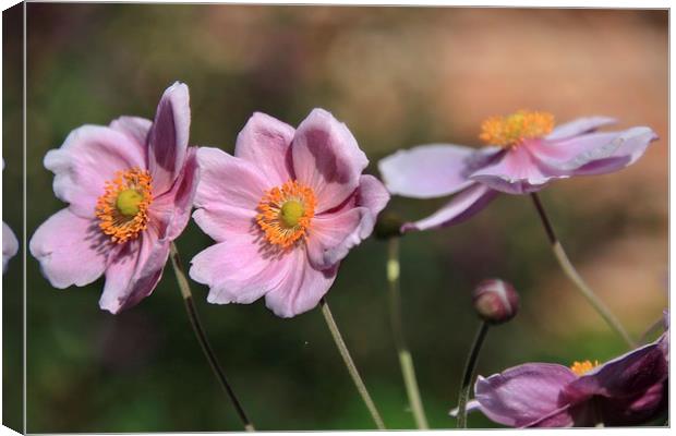  Summer Cosmos Flowers Canvas Print by Ceri Jones