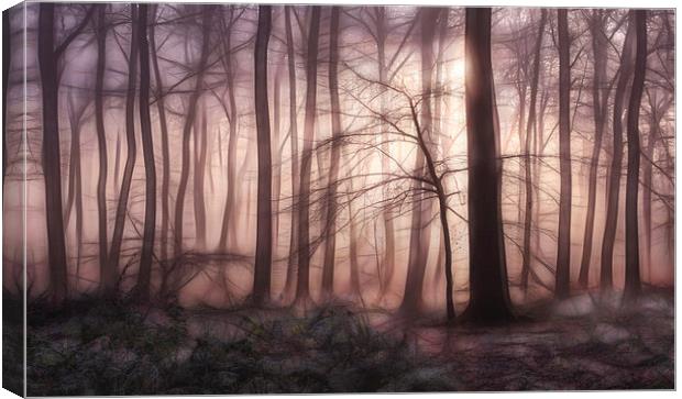  Woodland Dawn Canvas Print by Ceri Jones