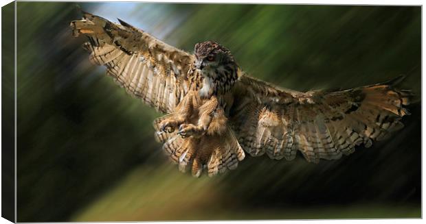  Coming in to Land Canvas Print by Ceri Jones