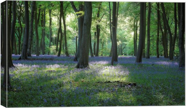  Spring Bluebell Woods Canvas Print by Ceri Jones