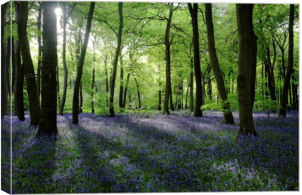  Sunlight in the Spring Woods Canvas Print by Ceri Jones