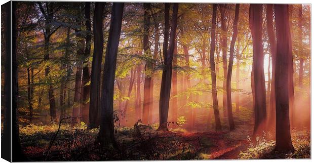  Morning Woodland Light Canvas Print by Ceri Jones